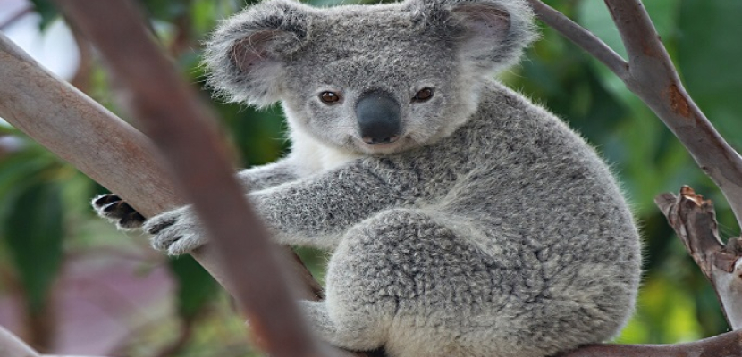 تراجع سريع لـ “الكوالا” بجميع أنحاء أستراليا