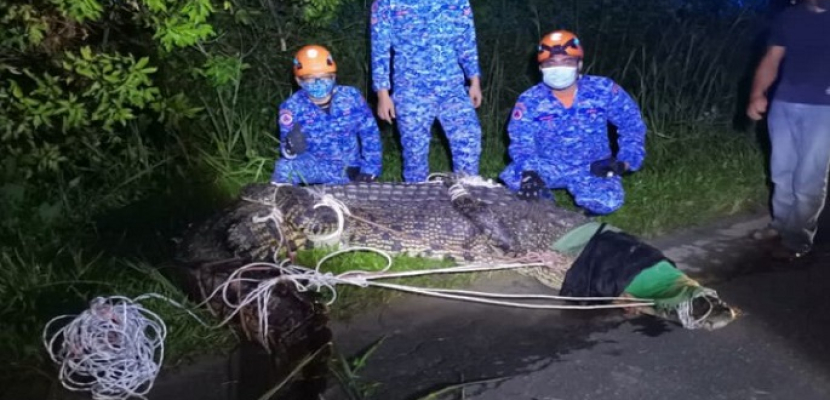 طوله 5 أمتار ووزنه 700 كيلو .. اصطياد تمساح عملاق في ماليزيا