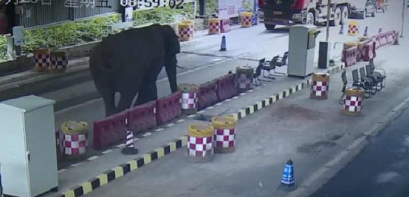فيل يقتحم نقطة حدودية فى الصين للحصول على الطعام