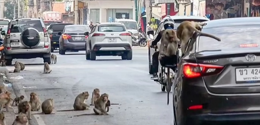 عصابات “القردة” تجتاح بلدة تايلاندية وتهدد الجميع
