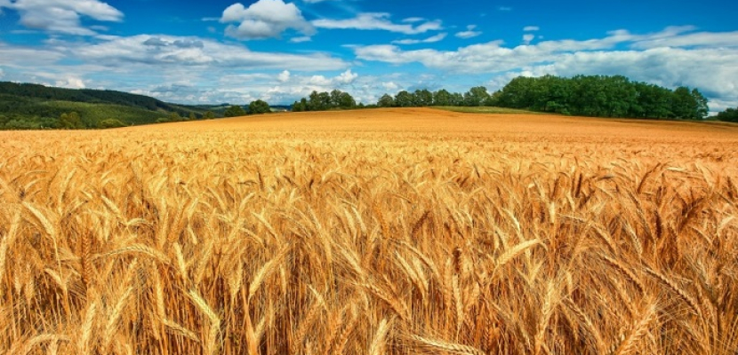 ارتفاع حاد لسعر القمح بعد الغزو الروسى لأوكرانيا