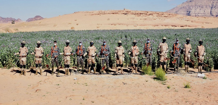 بالفيديو والصور .. قوات حرس الحدود تنفذ حملة للقضاء على الزراعات المخدرة بسيناء