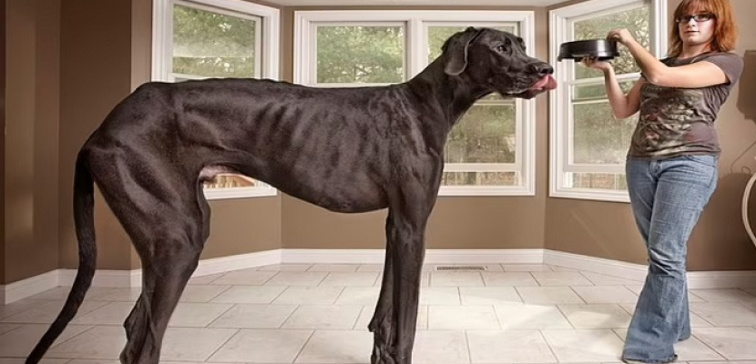 موسوعة جينيس تمنح “الكلب زيوس” لقب أطول كلب فى العالم