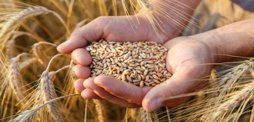 “الغذاء العالمي”: نأمل حدوث انفراجة في أزمة الحبوب خلال الفترة القادمة
