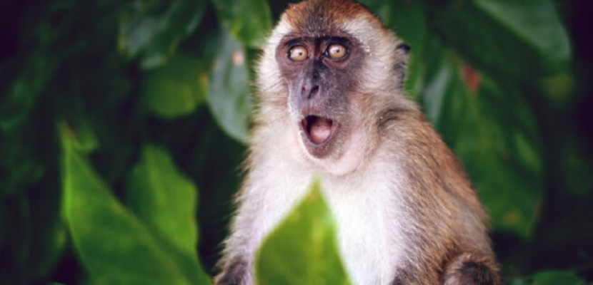 خبراء يحثّون “الجميع” على التأهب لعرضين رئيسيين لجدري القردة