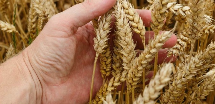 بالفيديو… منظومة زراعة وتوريد القمح 2022 ومعدلات إنتاج غير مسبوقة