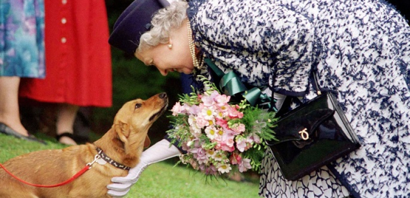 سباق خاص لـ”الكلاب” المفضلة للملكة إليزابيث ضمن احتفالات اليوبيل البلاتينى