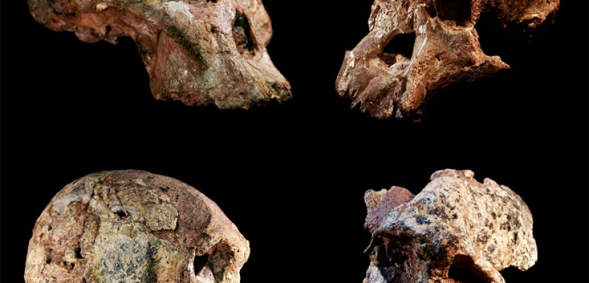دراسة: حفريات “مهد البشرية” أقدم مما توقع العلماء بمليون عام