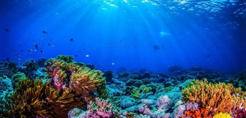 باستخدام الذكاء الصناعي .. علماء يتمكنون من سماع “أصوات” الشعاب المرجانية