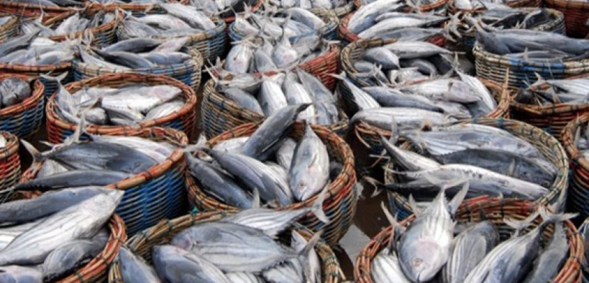 “الزراعة”: الثروة السمكية تشهد طفرة كبيرة منذ 8 سنوات