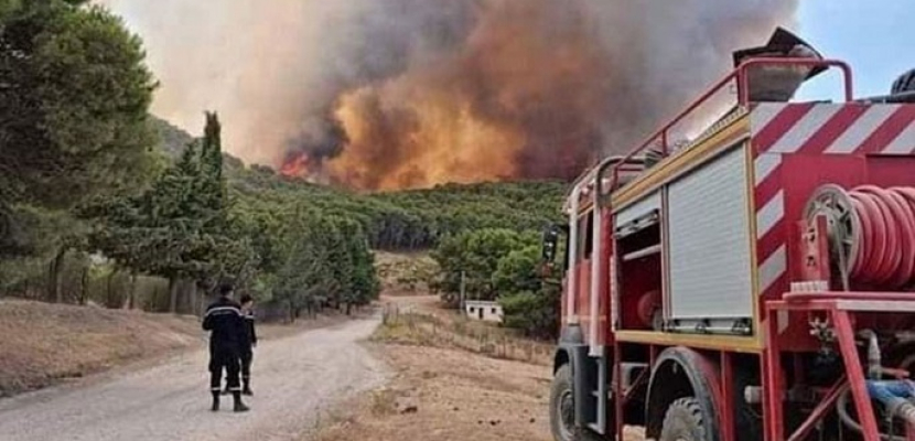 إدارة الغابات بتونس: إخماد 15 حريقًا بالغابات في أسبوع