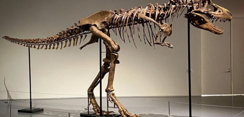 بيع هيكل عظمي كامل لديناصور بالمزاد بأكثر من ستة ملايين دولار