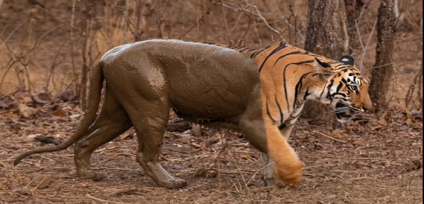 نمر بنغالى يبرد جسمه بالاستحمام فى الطين بالهند