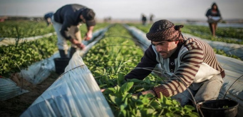 2.6 مليون يورو مساعدات أوروبية للمزارعين في قطاع غزة
