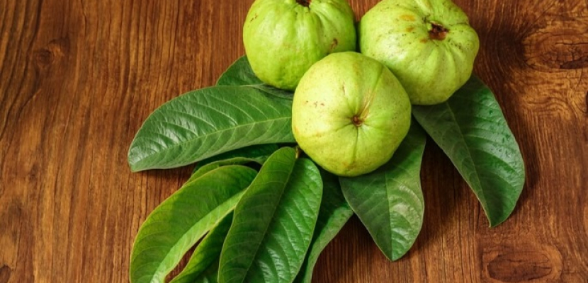 فوائد أوراق الجوافة.. منها خفض الكوليسترول
