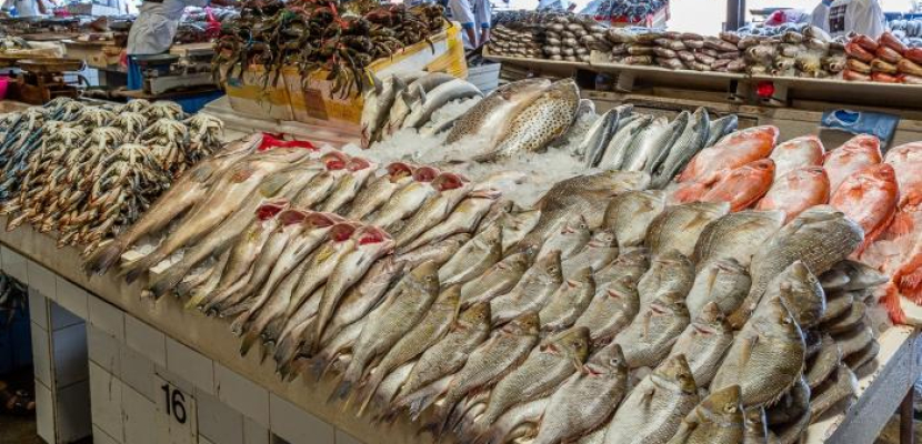 شعراوي : توفير 100 منفذ بيع للأسماك ب 14 محافظة بأسعار تتناسب مع محدودي الدخل