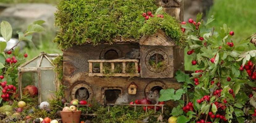 مصور يبنى “قرية مصغرة” لفئران حديقته على طريقة فيلم The Hobbit