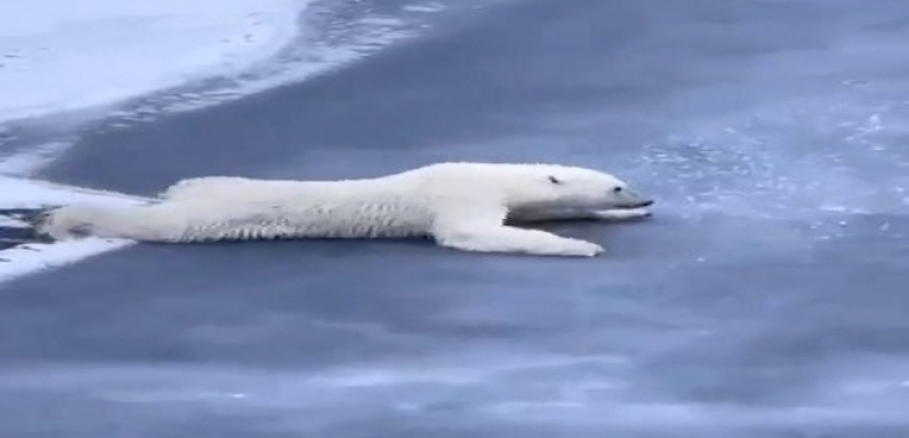 دب قطبى يزحف على الجليد الرقيق لتجنب تكسيره