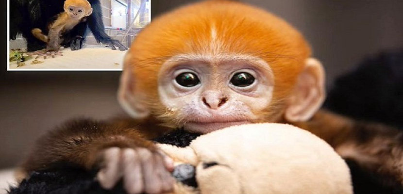 حديقة حيوان أمريكية تعلن ولادة قرد مهدد بالانقراض