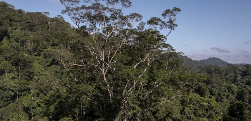 علماء يصلون إلى أطول شجرة فى غابات الأمازون لأول مرة بعد 3 سنوات من اكتشافها