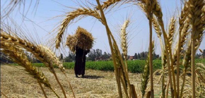 المركزي للإحصاء: 4.4% زيادة في إنتاج مصر من الحبوب عام 2020/ 2021