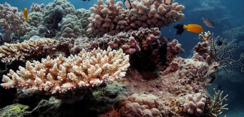 اليونسكو توصي بإدراج الحاجز المرجاني العظيم على قائمة المواقع “المعرضة للخطر”
