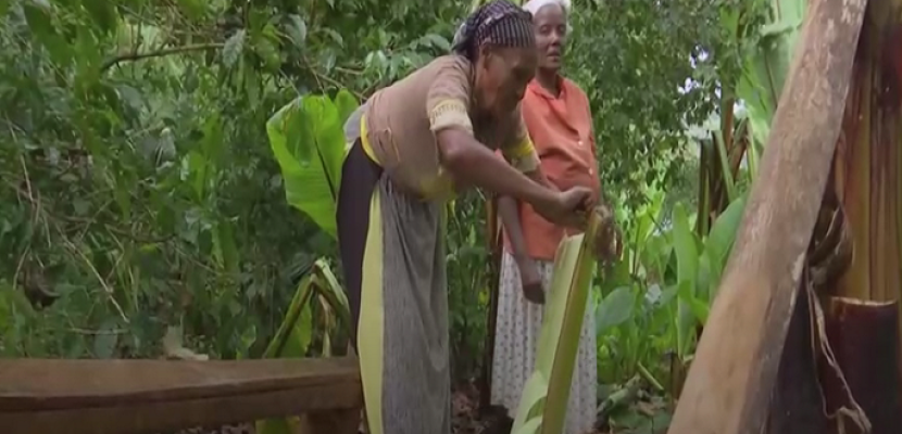 أشجار الموز الكاذب.. مصدر غذاء رئيسي في جنوب إثيوبيا