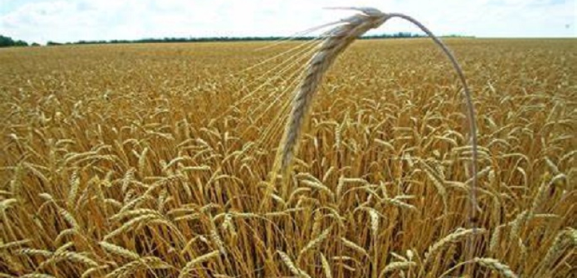 دبلوماسي روسي: لا توجد نتائج محددة بشأن صفقة الحبوب حتى الآن