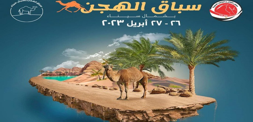 بالتعاون مع ثلاث وزارات .. انطلاق سباق للهجن بشمال سيناء يومي 26 و 27 أبريل