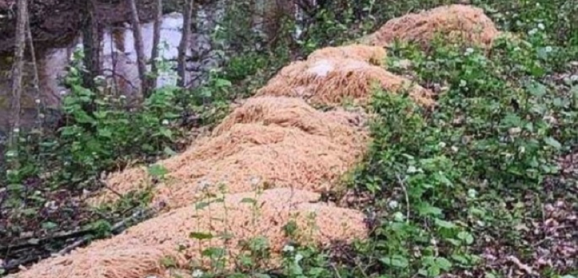 500 رطل مكرونة استوت من المطر ملقاة بغابة فى ظروف غامضة