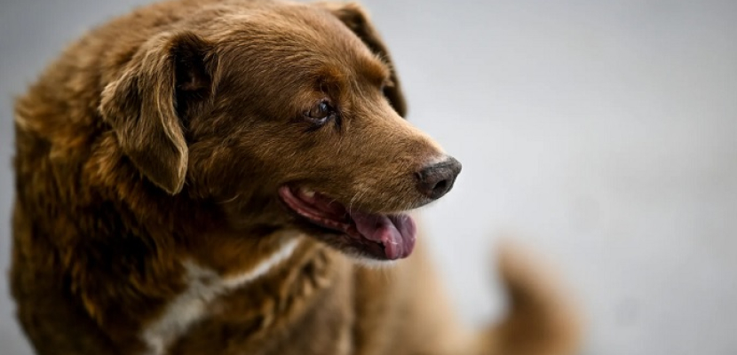 نفوق بوبي أكبر كلب عمرا في العالم عن 31 عاما