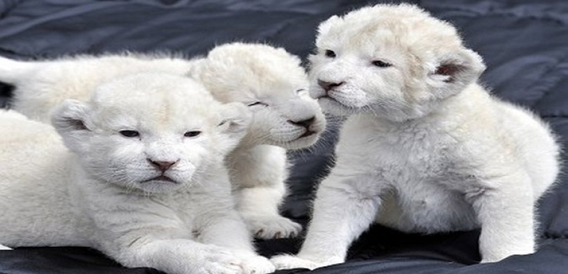 ولادة ثلاثة أسود بيضاء من السلالة النادرة فى حديقة حيوان فنزويلا