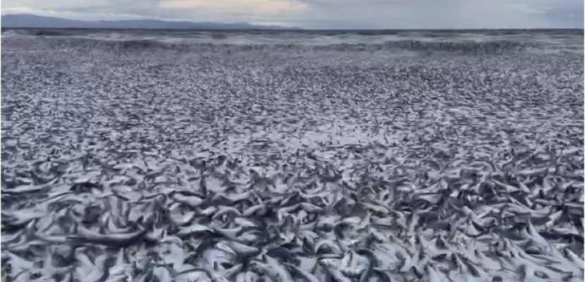 نفوق ملايين الأسماك على شواطئ اليابان.. ظاهرة غريبة تتسبب بفزع كبير
