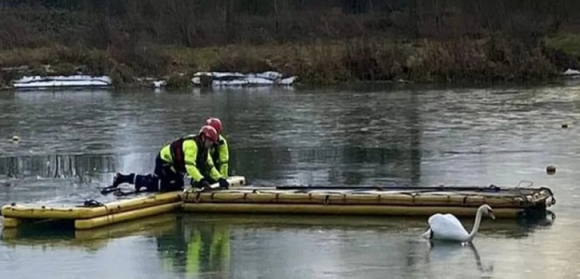 رجال إطفاء ينقذون بجعة عالقة فى بحيرة متجمدة ببريطانيا