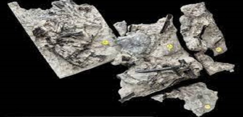 العثور على حفريات لزاحف طائر من أقارب الديناصورات باسكتلندا