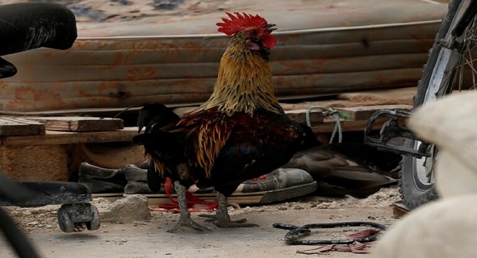 مصادرة ديك بسبب شكوى دبلوماسية !!