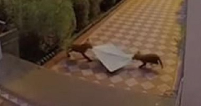 حيوانات مثقفة.. ثعالب تتصارع على سرقة الصحف من أمام منزل في لندن