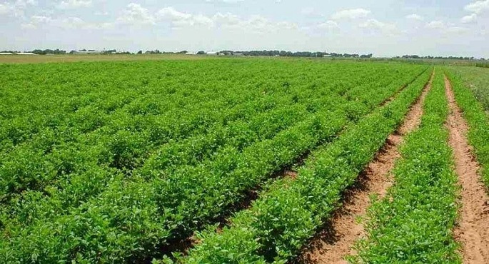 الإحصاء:331 ألف فدان المساحة المستصلحة بمشروع المليون ونصف فدان حتى عام 2019