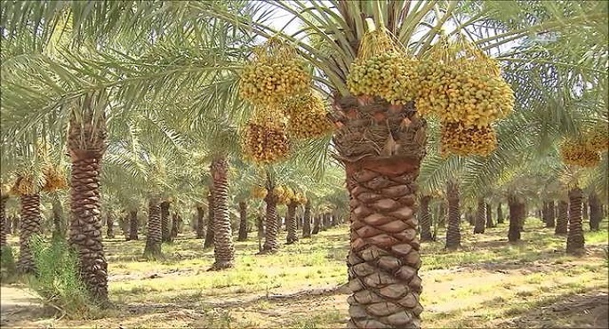 الحجر الزراعي الصيني يفوض نظيره المصري بإعتماد مزارع التمور التصديرية للصين