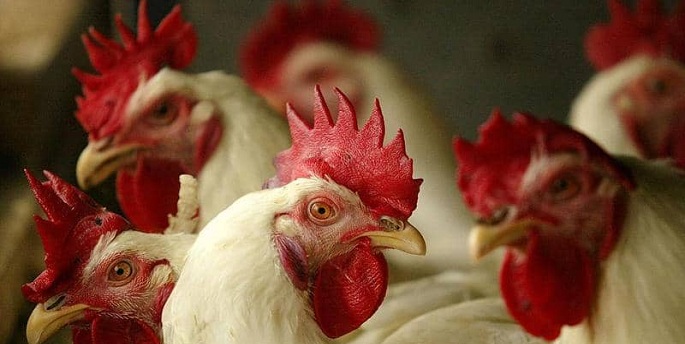 الصين تعلن قرارا تاريخيا بشأن “ذبح وبيع الدواجن”