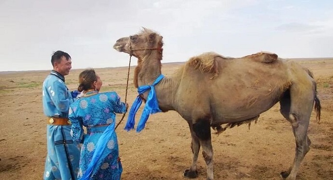 جمل مخلص يمشى 100 كيلومتر عبر الصحراء للعودة إلى مالكه السابق