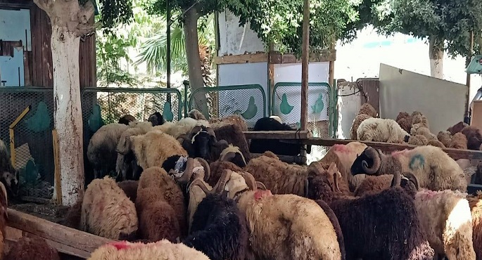 بالصور .. التموين: توافر كافة السلع الأساسية والتموينية للمواطنين خلال عيد الأضحى المبارك