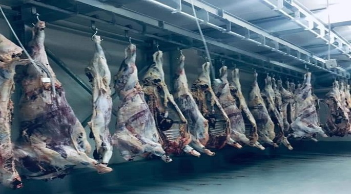 قطاع الأعمال : تشغيل تجريبى للمجزر الآلي التابع لشركة جنوب الوادي بتوشكى
