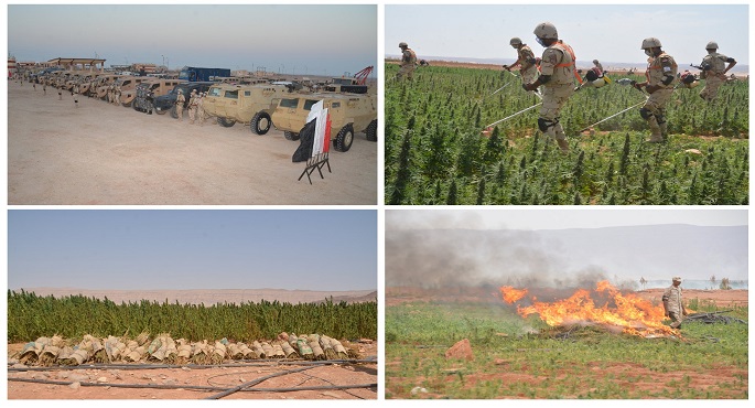 بالفيديو.. القوات المسلحة تنجح في القضاء على 146 من مزارع الخشخاش والبانجو والهيدرو المخدر بجنوب سيناء