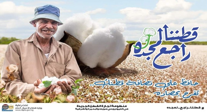 بالصور .. قطاع الأعمال: بيع 40.1 ألف قنطار في مزادات القطن حتى الآن .. والترسية على شركات قطاع خاص ﻿