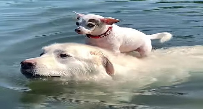 كلب يحمل آخر على ظهره للسباحة فى بحيرة