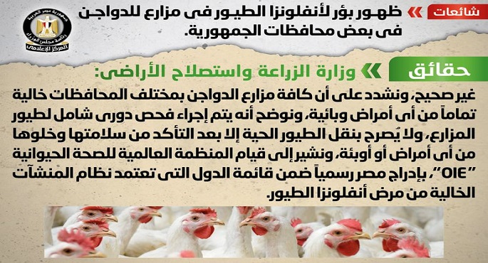 مجلس الوزراء: لا صحة لظهور بؤر لأنفلونزا الطيور في مزارع للدواجن في بعض المحافظات