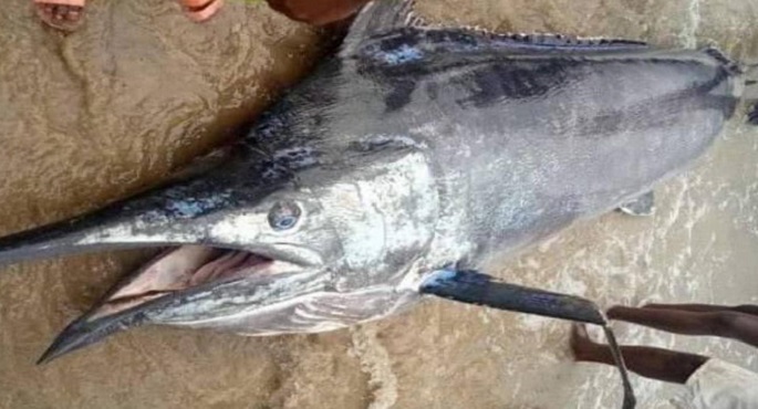 يصطاد سمكة قيمتها 2.6 مليون دولار.. ويلتهمها مع أصدقائه !!