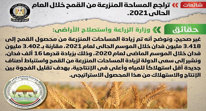 مجلس الوزراء ينفي تراجع المساحة المنزرعة من القمح خلال العام الحالي 2021