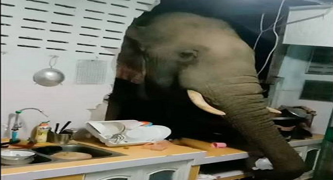 فيل جائع يخترق حائط ليسرق الأرز من مطبخ منزل فى تايلاند